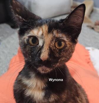 Wynona -  Tortoiseshell Cat for Adoption in Portland, Oregon - Wynona | PetCurious