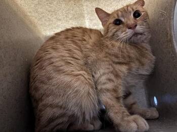 Domestic Short Hair Cats Available for Adoption in Oklahoma City, Oklahoma - A474138 | PetCurious
