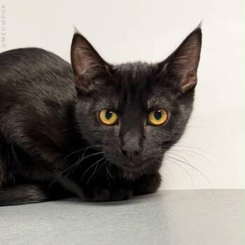 Blake Ewadar -  Domestic Short Hair Cat for Adoption in Chandler, Arizona - Blake Ewadar | PetCurious
