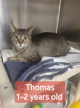 Thomas -  Domestic Short Hair Cat for Adoption in Mechanicsburg, Pennsylvania - Thomas | PetCurious