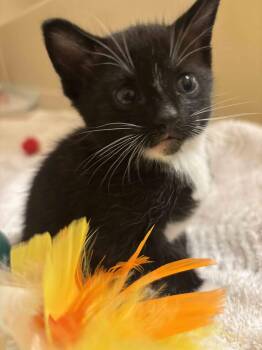 Cash -  Domestic Short Hair Cat for Adoption in Buford, Georgia - Cash | PetCurious