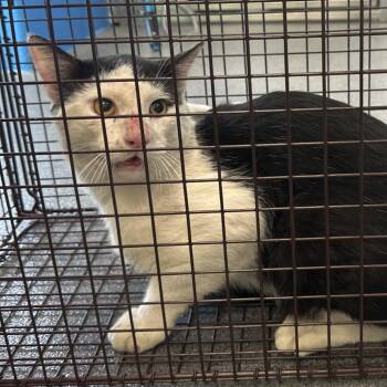 Truman -  Domestic Short Hair Cat for Adoption in Montgomery, Alabama - Truman | PetCurious