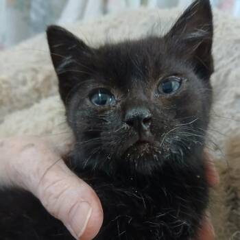 Sherwin Williams -  Domestic Short Hair Cat for Adoption in Gainesville, Florida - Sherwin Williams | PetCurious