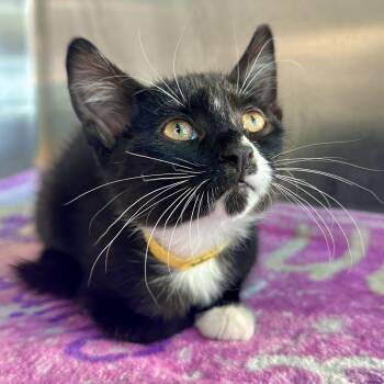 Vermillion -  Domestic Short Hair Cat for Adoption in Matteson, Illinois - Vermillion | PetCurious