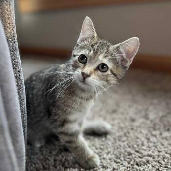 Rescue Domestic Short Hair Cats for Adoption in Mineral Point, Wisconsin - Gravy | PetCurious