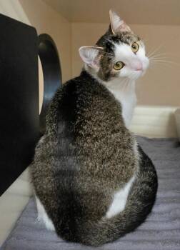 Domestic Short Hair Cats Available for Adoption in Bloomington, Indiana - Lucile | PetCurious