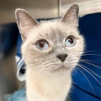 Lexi -  Domestic Short Hair and Siamese Cat for Adoption in Charlottesville, Virginia - Lexi | PetCurious