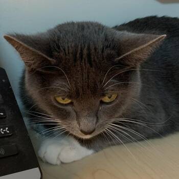 Domestic Short Hair Cats Available for Adoption - Sock Puppet- Working Cat | PetCurious