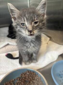 Rizz -  Domestic Short Hair Cat for Adoption in Fishers, Indiana - Rizz | PetCurious