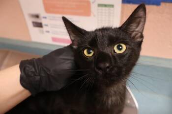 Domestic Short Hair Cats Available for Adoption - KNOX | PetCurious