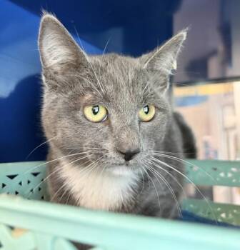 Darwin -  Domestic Short Hair Cat for Adoption in Golden, Colorado - Darwin | PetCurious