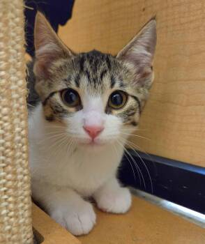 Dapper -  Domestic Short Hair Cat for Adoption in Syracuse, New York - Dapper | PetCurious