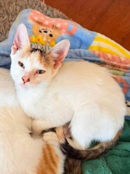 Patsy       GFRCC -  Domestic Short Hair Cat for Adoption in Metamora, Illinois - Patsy       GFRCC | PetCurious