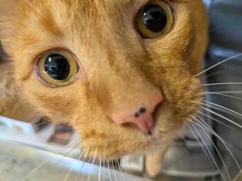 Olly -  Domestic Short Hair Cat for Adoption in Cincinnati, Ohio - Olly | PetCurious