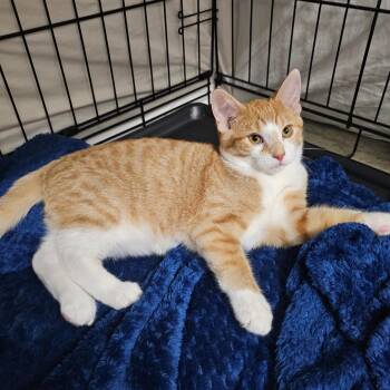 Timmy -  Domestic Short Hair Cat for Adoption in Bismarck, North Dakota - Timmy | PetCurious