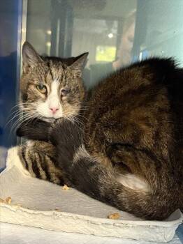 ALVIN -  Domestic Short Hair Cat for Adoption in Westminster, Maryland - ALVIN | PetCurious
