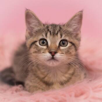 Titus -  Domestic Short Hair Cat for Adoption in St. Augustine, Florida - Titus | PetCurious