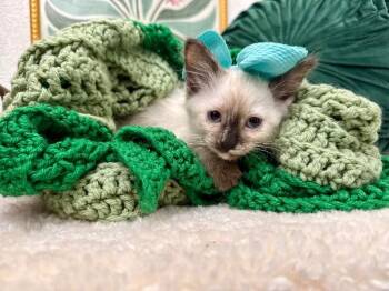 Siamese and Domestic Long Hair Cats Available for Adoption in Friendswood, Texas - Cece Meowsers | PetCurious