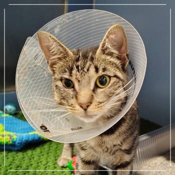 Cilantro -  Domestic Short Hair Cat for Adoption in Dearborn, Michigan - Cilantro | PetCurious