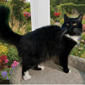 FELICITY - SOFTEST SIBERIAN -  Siberian Cat for Adoption in Oakwood, Georgia - FELICITY - SOFTEST SIBERIAN | PetCurious