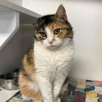 Rescue Domestic Short Hair Cats for Adoption in Troy, Illinois - Cindy Catpurr | PetCurious