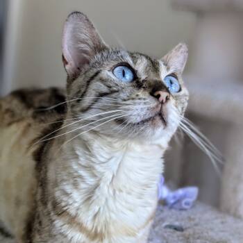 Rescue Bengal Cats for Adoption in Los Angeles, California - Aspen | PetCurious