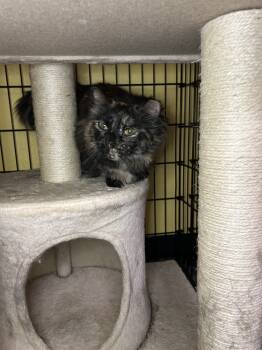 Rescue Domestic Long Hair Cats for Adoption in Temperance, Michigan - Oak | PetCurious