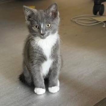 Domestic Short Hair Cats Available for Adoption in Richmond, Virginia - Norman | PetCurious