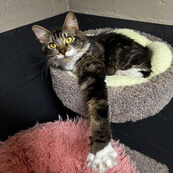 Ummi -  Domestic Long Hair Cat Available for Adoption in Birmingham, Alabama - Ummi | PetCurious