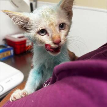 Blu -  Domestic Short Hair Cat for Adoption in Tulsa, Oklahoma - Blu | PetCurious