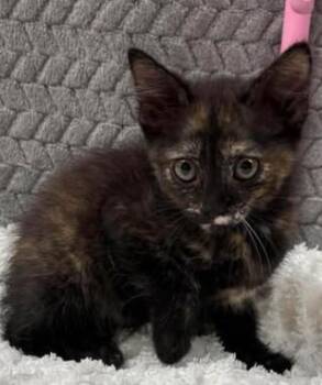 Sam -  Domestic Short Hair Cat for Adoption in Lampasas, Texas - Sam | PetCurious