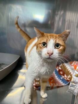 Gumby -  Domestic Short Hair Cat for Adoption in Martinsville, Indiana - Gumby | PetCurious