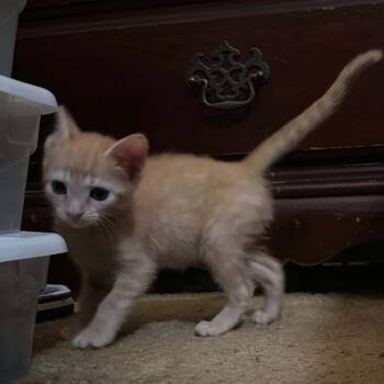 Gemma -  Domestic Short Hair Cat for Adoption in Huntington, West Virginia - Gemma | PetCurious