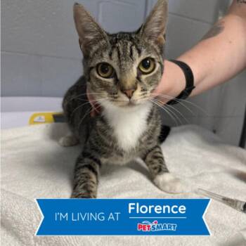 Wumpa -  Domestic Short Hair Cat for Adoption in Cincinnati, Ohio - Wumpa | PetCurious