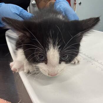 Vanity Smurf -  Domestic Short Hair Cat for Adoption in Wheeling, Illinois - Vanity Smurf | PetCurious