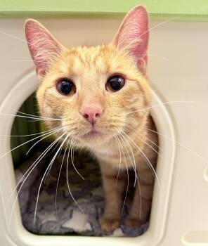 Rescue American Shorthair Cats for Adoption in Philadelphia, Pennsylvania - Tangelo | PetCurious