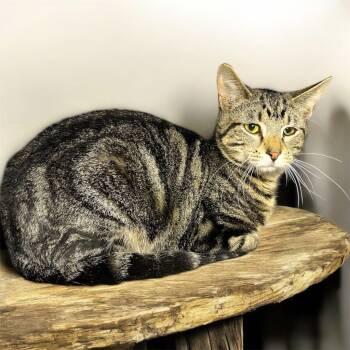 Rescue Domestic Short Hair Cats for Adoption in Pittsfield, Illinois - Marbles | PetCurious