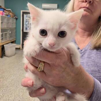 Arlan of Pennytree -  Domestic Medium Hair Cat for Adoption in Fredericksburg, Virginia - Arlan Of Pennytree | PetCurious