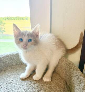 Franklin -  Domestic Short Hair Cat for Adoption in Rochester, Indiana - Franklin | PetCurious