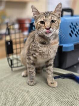 CLAWDINE -  Domestic Short Hair Cat for Adoption in Aliquippa, Pennsylvania - CLAWDINE | PetCurious