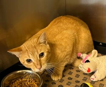 Rescue Domestic Short Hair Cats for Adoption in Pryor, Oklahoma - Al | PetCurious