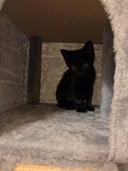 Domestic Short Hair Cats Available for Adoption in Dallas, Texas - Petra | PetCurious