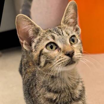 Sméagol is Sneaky — NOT -  Domestic Short Hair Cat for Adoption in Cat Spring, Texas - Sméagol Is Sneaky — NOT | PetCurious