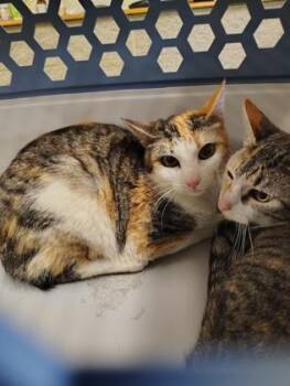 MRS. POTATO HEAD -  Domestic Short Hair Cat for Adoption - MRS. POTATO HEAD | PetCurious