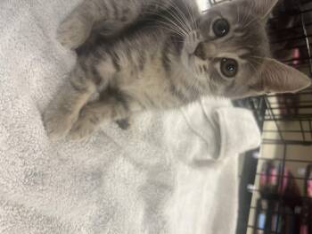 Rescue Domestic Short Hair Cats for Adoption in Berkeley Heights, New Jersey - Axel | PetCurious