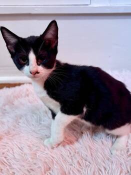 Pierre -  Domestic Short Hair Cat for Adoption in Nacogdoches, Texas - Pierre | PetCurious