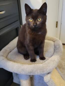 Domestic Short Hair Cats Available for Adoption in Newberg, Oregon - Brioche | PetCurious