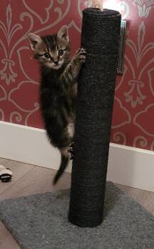 Hufflepuff -  Domestic Short Hair Cat for Adoption in Fruit Heights, Utah - Hufflepuff | PetCurious