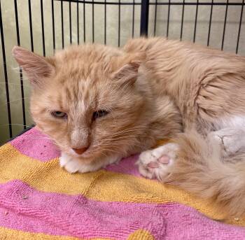 Filafel -  Domestic Medium Hair Cat for Adoption in Port Barrington, Illinois - Filafel | PetCurious