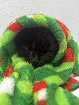 Hambone -  Domestic Short Hair Cat for Adoption in West Chester, Pennsylvania - Hambone | PetCurious